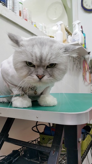 5c1221f5c49f7567b3bca21af7a12bdd.jpg