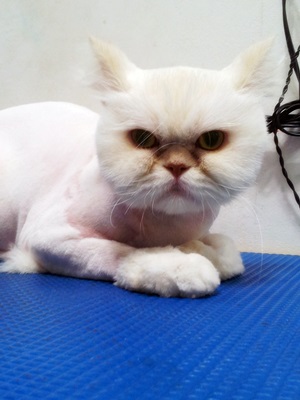 bd15360c0cc43fc753971390e6b7ca85.jpg